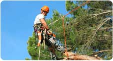 tree-surgeon-moraira