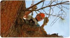 tree-surgery-moraira