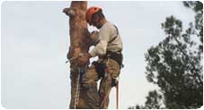 tree-cutting-moraira