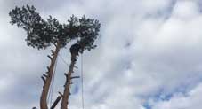 tree-surgeon-teulada