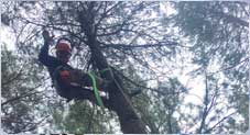 tree-surgery-teulada