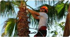 palm-trees-moraira