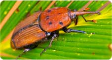 red-weevil-moraira