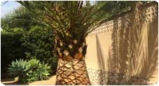 palm-trees-calpe
