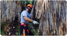 palm-trees-javea